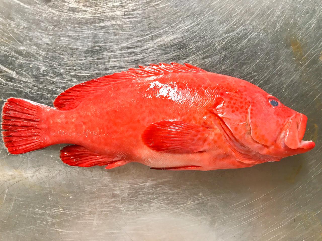Strawberry grouper